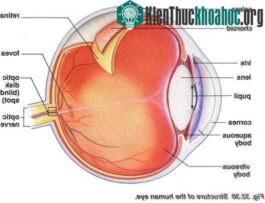 Cấu tạo giải phẫu học của mắt người: Blind Spot là điểm mù
