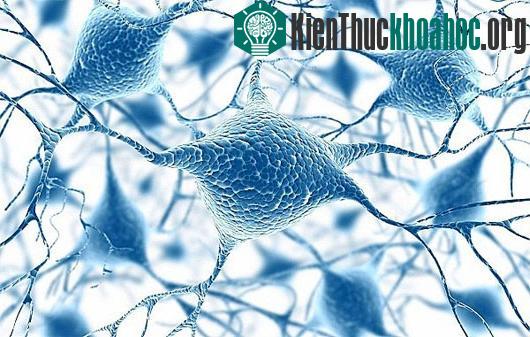 Các nơron gương là mấu chốt của siêu khả năng ẩn giấu