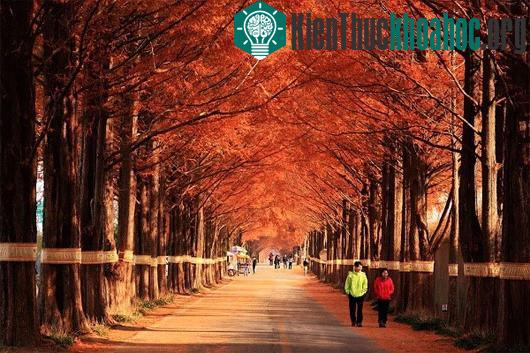 Các con đường mùa thu lãng mạn vòng quanh thế giới