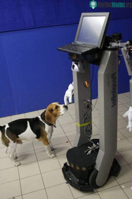 Con chó ngửi bàn tay robot đã chỉ chỗ tìm thức ăn cho nó. (Ảnh: Daily Mail)