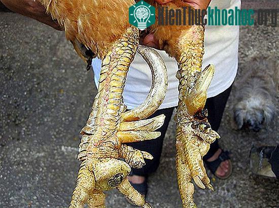 Những chiếc cựa đặc biệt của gà chín cựa tưởng như chỉ có trong truyền thuyết