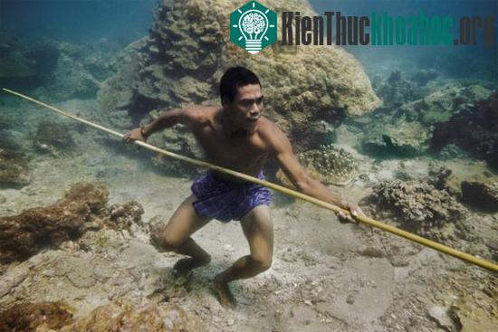 Vũ khí không thể thiếu của người Moken là những ngọn giáo để có thể đâm chính xác các loài sinh vật biển đang bơi