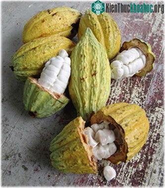 Quá trình nhào nặn nên chocolate từ ca cao