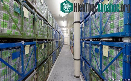 Cận cảnh hầm chứa tiền giấy của Ngân hàng trung ương Anh. (Ảnh: Rex Features)