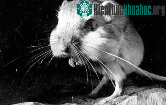 Những đặc trưng “rất” con người ở động vật có thể bạn chưa biết