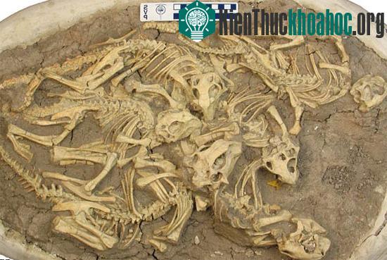 Tìm hiểu về sự hình thành hoá thạch trong tự nhiên (2)