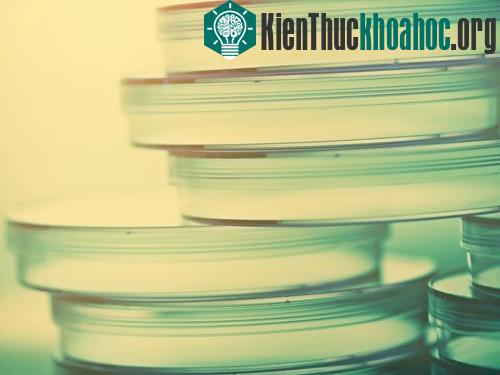 Sinh vật mạnh nhất trái đất là vi khuẩn bệnh lậu. Chúng có thể kéo một vật có khối lượng gấp 100.000 lần khối lượng cơ thể chính mình
