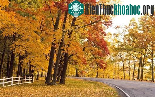 Các con đường mùa thu lãng mạn vòng quanh thế giới