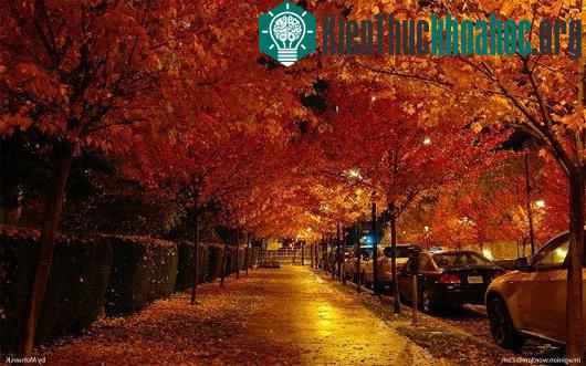 Các con đường mùa thu lãng mạn vòng quanh thế giới