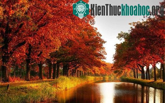 Các con đường mùa thu lãng mạn vòng quanh thế giới