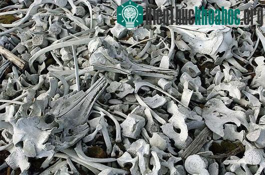 Khủng khiếp với bãi biển xương trắng