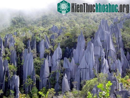 Các chóp đá ở vườn quốc gia Gunung Mulu