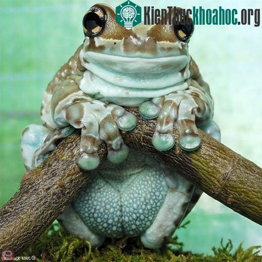 Ảnh: animalslook.com
