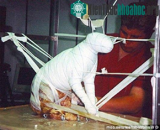 Tìm hiểu cách ướp xác thú cưng theo kiểu Ai Cập cổ đại