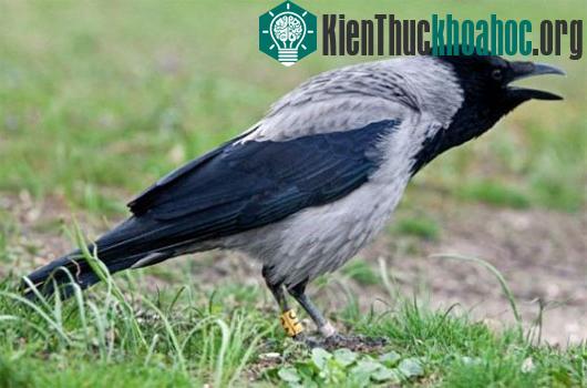 Trên thực tế, quạ là loài động vật có trí tuệ thông minh vượt trội