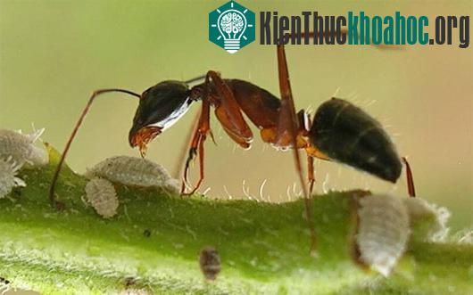 Một số điểm tương đồng giữa kiến và người mà chúng ta chưa biết