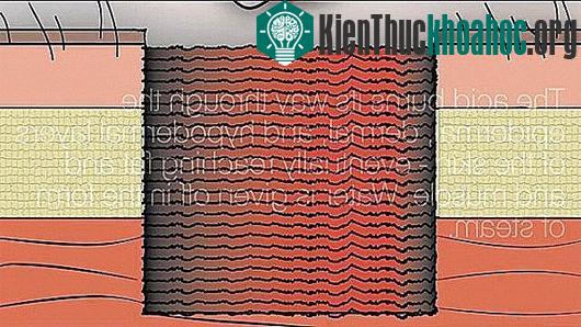 Quá trình axit đậm đặc phá hủy cơ thể con người
