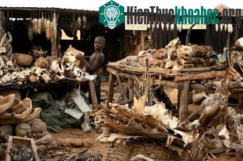 Những bùa chú thường là hộp sọ muông thú được cắt rời và phơi khô. (Ảnh: soulask.com)