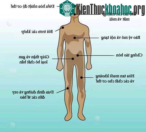 Không ăn, không uống sau bao lâu thì chúng ta chết?