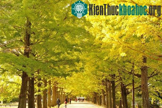 Các con đường mùa thu lãng mạn vòng quanh thế giới