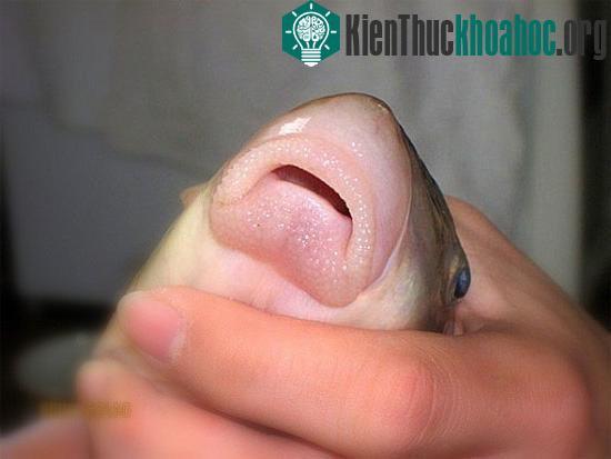 Cận cảnh khối sụn môi đại bổ của cá Anh Vũ
