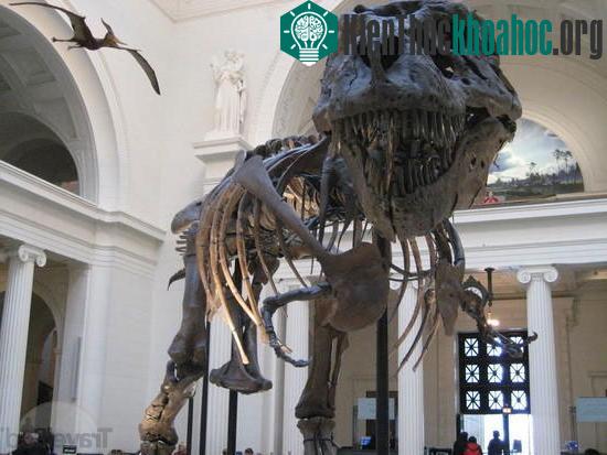 Liệu có thể xác định được giới tính của những hóa thạch khủng long?