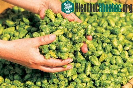Sự thật chưa được khám phá về bia