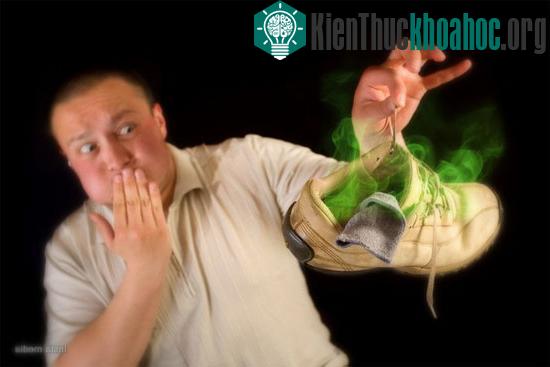 Các mùi hương "xua đuổi đồng loại"