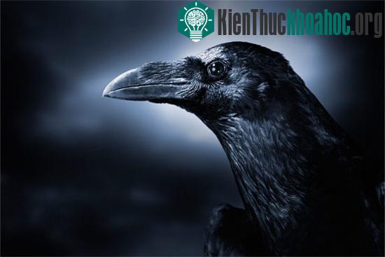 Những đặc trưng “rất” con người ở động vật có thể bạn chưa biết