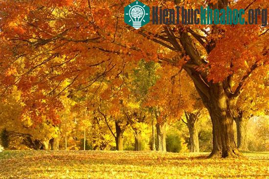 Giải mã bí ẩn "mùa thu lá rơi vàng"