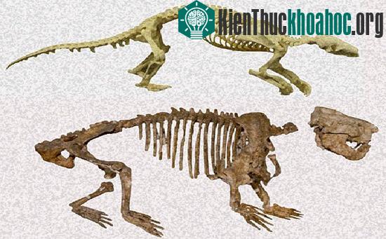 Tìm hiểu về sự hình thành hoá thạch trong tự nhiên (2)