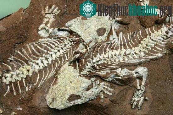 Tìm hiểu về sự hình thành hoá thạch trong tự nhiên (1)