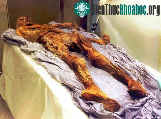Mẫu xác ướp người băng Otzi có niên đại 5.300 năm