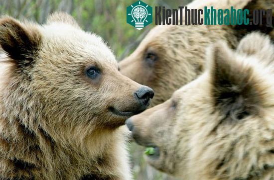 Gấu Grizzly