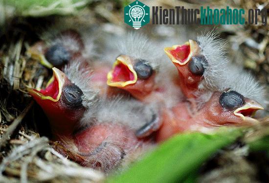 Chim mẹ bỏ chim non khi có tay người chạm vào