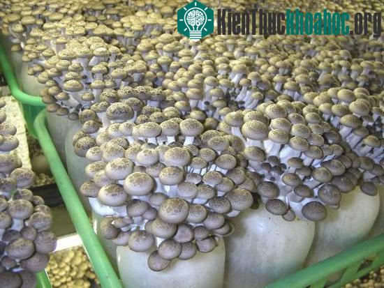 Nấm hiratake được trồng từ phế phẩm trong sản xuất giá đỗ.