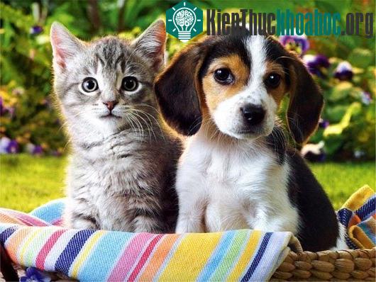 Vì sao con người hay bị mất kiểm soát trước "sự đáng yêu"?