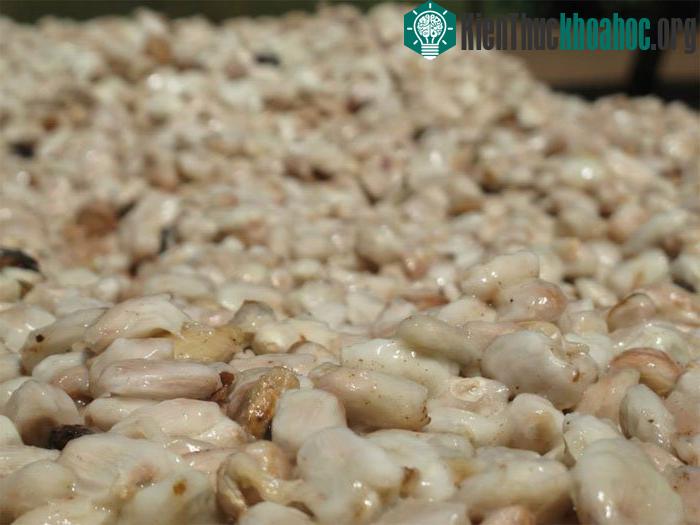 Hạt cacao khi còn ướt.