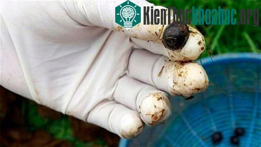 Cà phê phân voi được cho là có vị đậm đà đặc biệt và số lượng rất hạn chế nên giá cực đắt