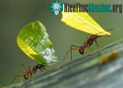 Một số điểm tương đồng giữa kiến và người mà chúng ta chưa biết