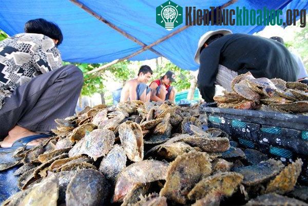 Cận cảnh nuôi trai lấy ngọc trên đảo Phú Quốc