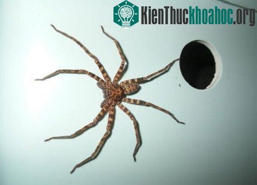 Thử "cân não" với các thí nghiệm tâm lý thú vị