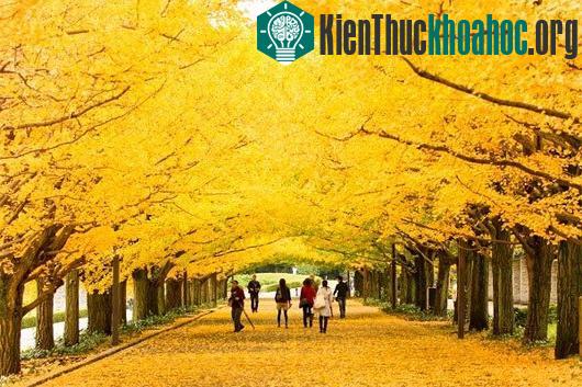 Các con đường mùa thu lãng mạn vòng quanh thế giới
