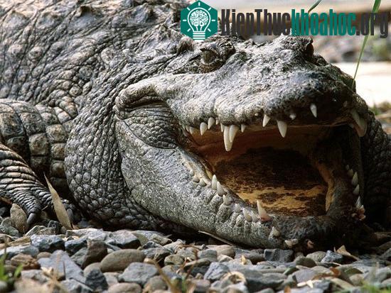Cá sấu có thể để lại thương tích nặng nề cho những nhà nghiên cứu