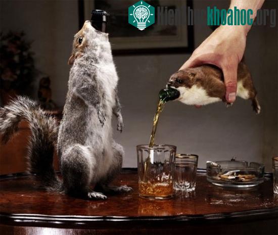 Sự thật chưa được khám phá về bia