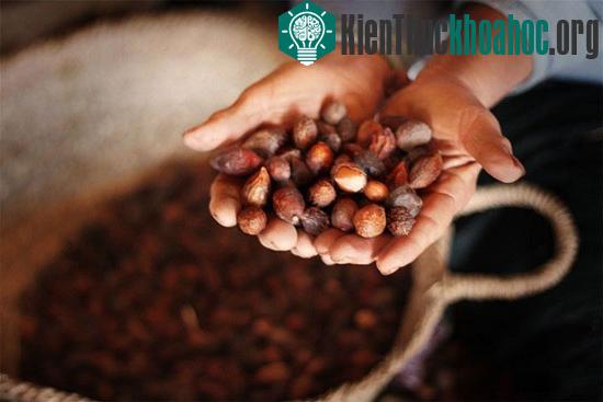 Cây Argan (Argania spinosa) được trồng trong các khu vực riêng ở Morocco châu Phi từ hàng ngàn năm trước và dầu chiết xuất từ hạt của nó - dầu hữu cơ Argan - được sử dụng để tăng cường sức khỏe, nu...