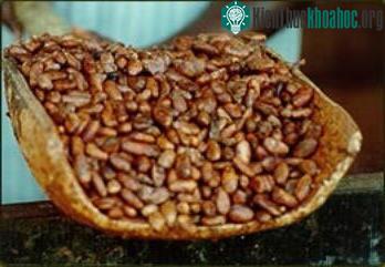Quá trình nhào nặn nên chocolate từ ca cao