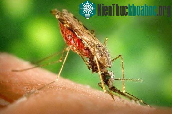 Muỗi Anophele cực kỳ yêu thích mùi hôi chân.
