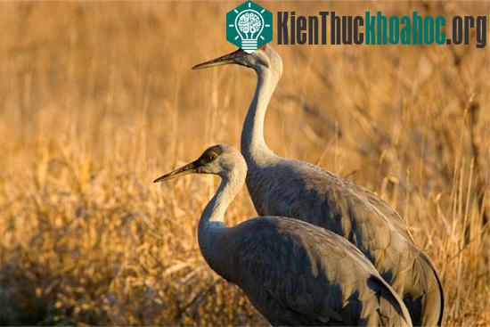 Những đặc trưng “rất” con người ở động vật có thể bạn chưa biết