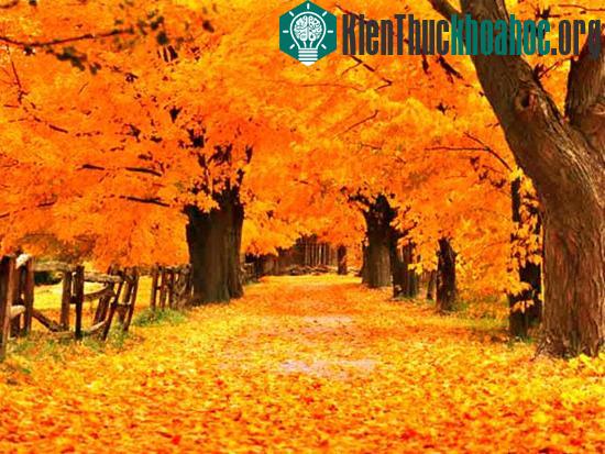 Giải mã bí ẩn "mùa thu lá rơi vàng"
